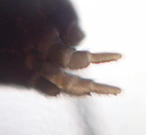 Réf. 270 341 : Atypus affinis